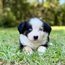 Imogen - Black tri female Miniature Australian Shepherd puppy in Lacombe, Louisiana from Indigo River Aussies