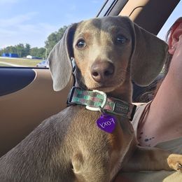 Dachshund All Grown Up from Rolling S Ranch Doxies