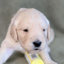 Girl 6 - Yellow - Light golden female Golden Retriever puppy in Mc Minnville, Tennessee from Wishaw Whisky Golden Retrievers