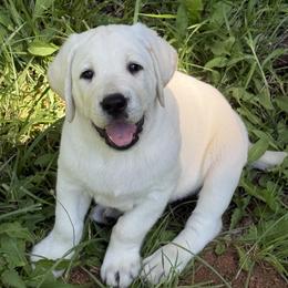 Labrador Retriever Puppies from Serenity Labradors