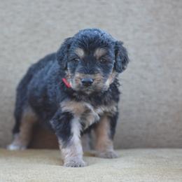 Red Collar - Phantom male Bernedoodle puppy in Scottsboro, Alabama from Dixie Land Doodles