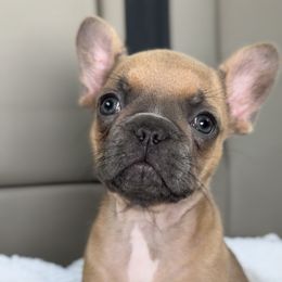 KIWISTA - Fawn female French Bulldog puppy in El Paso, Texas from THE French Connection