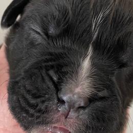 Boy 2 - Boxer puppy in Dickson, Tennessee from Braun's Boxers