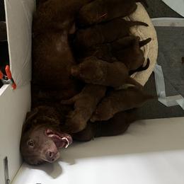 Green collar - Brown female Chesapeake Bay Retriever puppy in Pisgah Forest, North Carolina from Whiskey Creek Chesapeakes