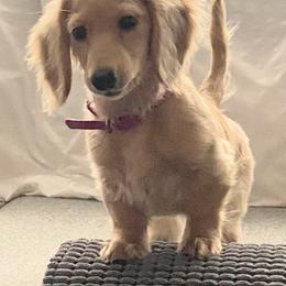 Dachshund Puppies from Northwest Dachshunds