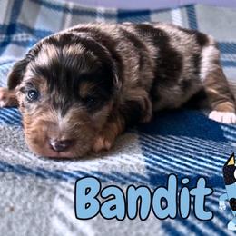 Bandit - Blue merle male Miniature American Shepherd puppy in Millington, Tennessee from Goading Glee Glade