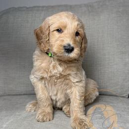 Jonny Pop (light green collar) - Cream male Goldendoodle puppy in Murrieta, California from Apricot Poodles & Goldendoodles, LLC