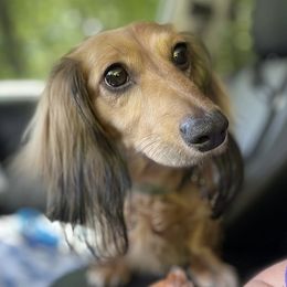 Wilbur - Dachshund