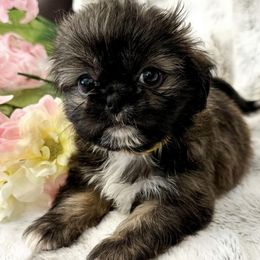 Shih Tzus from Amy’s Awesome Shih Tzus