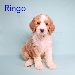 Assorted Doodle Crosses, Bernedoodle, Goldendoodle, and Sheepadoodle Puppies from Happy Top Doodles