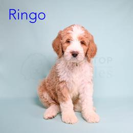 Assorted Doodle Crosses, Bernedoodle, Goldendoodle, and Sheepadoodle Puppies from Happy Top Doodles