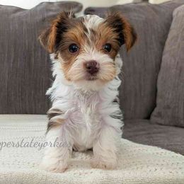 Maple - Parti female Yorkshire Terrier puppy in Goodyear, Arizona from Copper State Yorkies