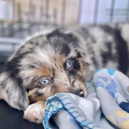 Miniature Australian Shepherd and Toy Australian Shepherd Puppies from Natural Life Ranch