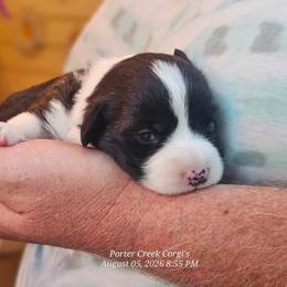 American Corgi Puppies from Porter Creek Corgis