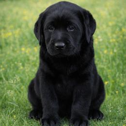 Girl 4 - Black female Labrador Retriever puppy in Chiefland, Florida from McCracker Pond Labradors