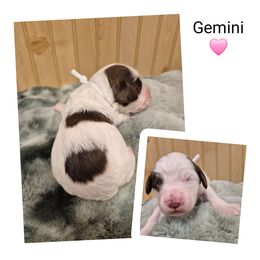 Gemini - Liver and white female Springerdoodle puppy in Freeland, Michigan from McNally's Springer Spaniels