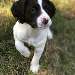 Brittany Puppies from HillTop Brittany Kennel