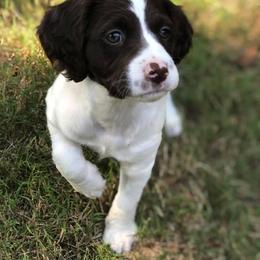 Brittany Puppies from HillTop Brittany Kennel