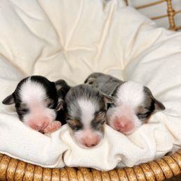Pomeranian, Pomsky, and Toy Australian Shepherd Puppies from Blessed Little Paws
