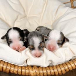 Pomeranian, Pomsky, and Toy Australian Shepherd Puppies from Blessed Little Paws