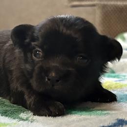 Rocky - Black male Mi-Ki puppy in Wales, Wisconsin from Phantastic Mi-kis
