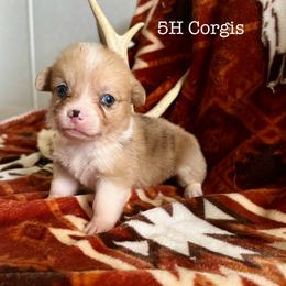 American Corgi Puppies from 5H Corgis