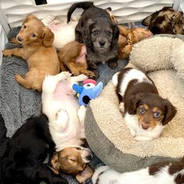 Dachshund Puppies from Gypsy Miniature Dachshunds