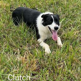Clutch - Border Collie