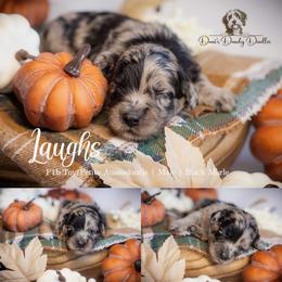 Laughs - Blue merle male Aussiedoodle puppy in Roebuck, South Carolina from Dani's Dandy Doodles