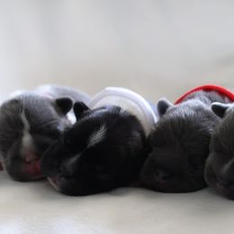 Bernedoodle, French Bulldog, and Goldendoodle Puppies from Ohana Doodles x Frenchies