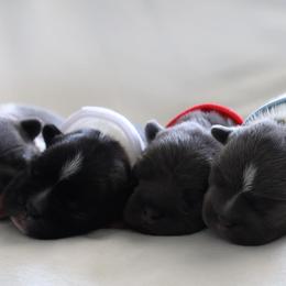 Bernedoodle, French Bulldog, and Goldendoodle Puppies from Ohana Doodles x Frenchies