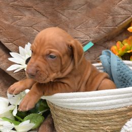 Miss Teal - Golden rust female Vizsla puppy in Lexington, Kentucky from Summit Vizsla (we can deliver to you)