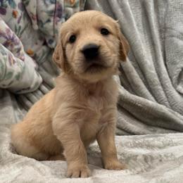 Miss Rue Who: White Collar - Golden female Golden Retriever puppy in Monterey, Tennessee from Lawson’s Green Acres Goldens and Mini Dachshunds