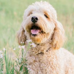 Luna - Goldendoodle