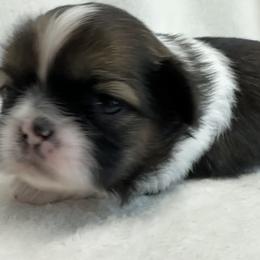 Shih Tzu Puppies from Little Miracles Shih Tzu