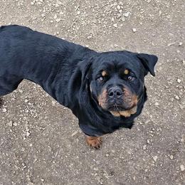 Penny - Rottweiler