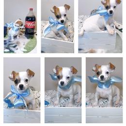 Chihuahua Puppies from Petite Pups LLC