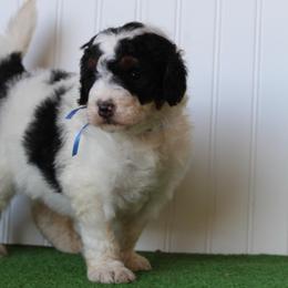 Flint - Black and white male Bernedoodle puppy in Springtown, Texas from North Texas Puppies