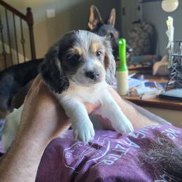 Truffle - Dapple male Dachshund puppy in Evansville, Indiana from Pixie Dust Dachshunds