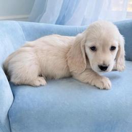 Copper cream Longhair - Cream male Dachshund puppy in Richmond, Virginia from Irresistible Dachshunds & Cavaliers