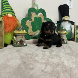 Pink Collar Miss Sweet Dill - Black and tan female Dachshund puppy in Hutto, Texas from R.G. Dachshunds