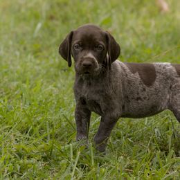 Indy - Liver roan German Shorthaired Pointer puppy in Honey Brook, Pennsylvania from Windsong Pointers