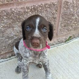 Pink girl - Liver and white female German Wirehaired Pointer puppy in Potosi, Wisconsin from Point and Flush Gun Dogs
