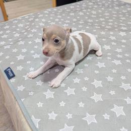 Chrissy - Fawn white and tan female Rat Terrier puppy in Jerusalem, Ohio from Twin Hickory Ranch