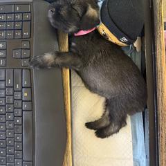 Standard Schnauzer Puppies from Dragos Kennel