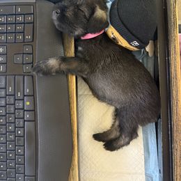 Standard Schnauzer Puppies from Dragos Kennel