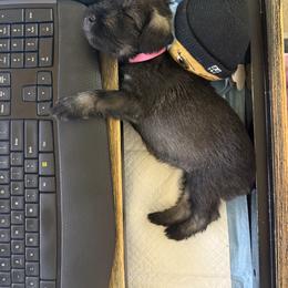 Standard Schnauzer Puppies from Dragos Kennel