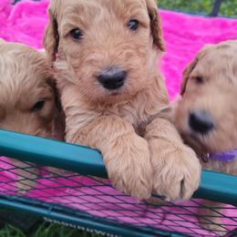 Goldendoodle Puppies from 3 Willows Goldendoodles
