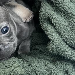 French Bulldogs from Blue Ridge Frenchies of Virginia