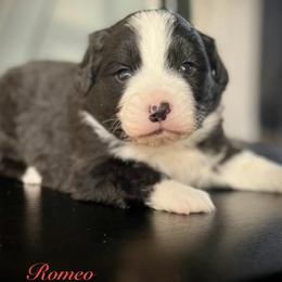 Romeo - Black tri male Miniature Australian Shepherd puppy in St.James, Missouri from Vineyard Ridge Mini Aussies
